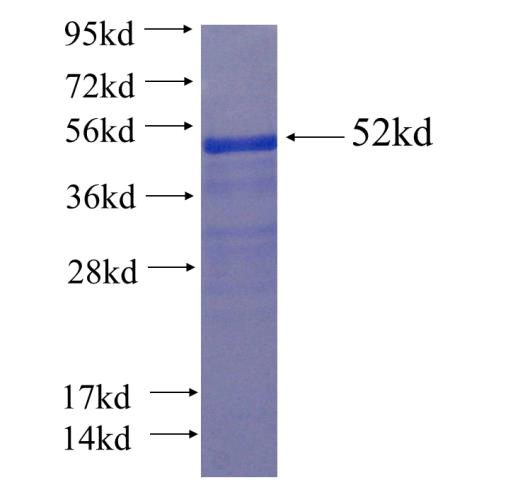 Recombinant human ZNF394 SDS-PAGE