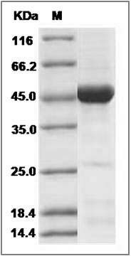 Mouse CDC37 / CDC37A Protein SDS-PAGE