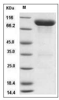 Mouse VNN1 / Vanin-1 Protein (Fc Tag) SDS-PAGE