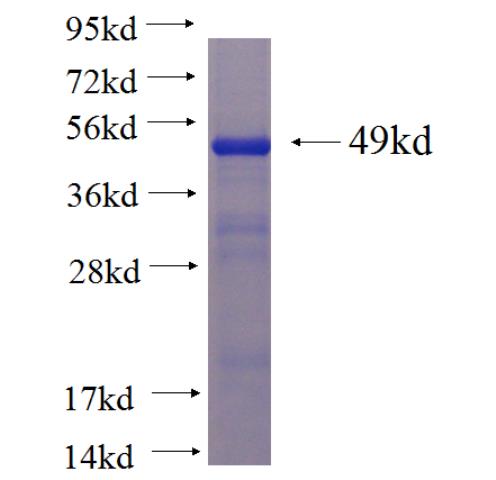 Recombinant Arabidopsis thaliana AXS2 SDS-PAGE