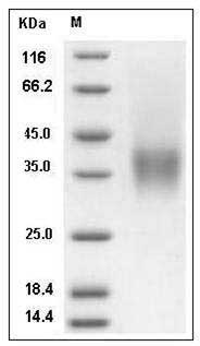 Mouse CD16-2 / FCGR4 Protein (His & AVI Tag), Biotinylated SDS-PAGE