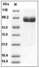 Human ACVR2B / ActivinR-IIB Protein (Fc Tag) SDS-PAGE
