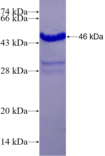 Recombinant Human PHF13 SDS-PAGE