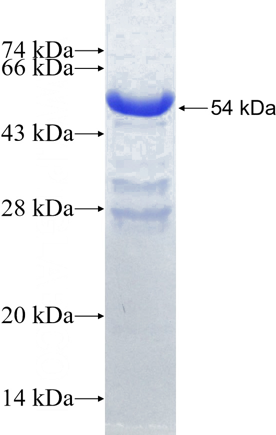 Recombinant Human tubulin-beta SDS-PAGE