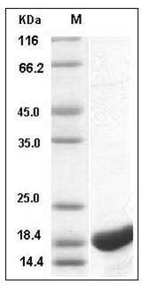 Canine IL-1 beta / IL1B Protein SDS-PAGE