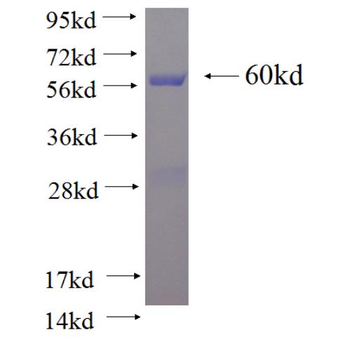 Recombinant human KMO SDS-PAGE