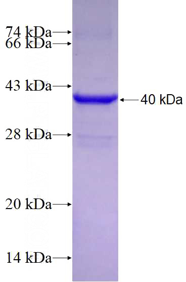 Recombinant Human ELAVL2 SDS-PAGE