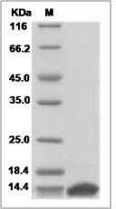 Fabp3 protein SDS-PAGE