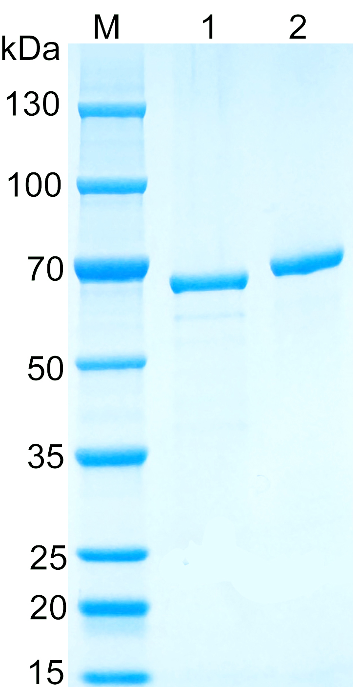 Recombinant Human GCC2 SDS-PAGE
