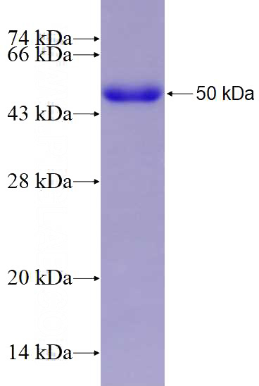 Recombinant Human PTPN13 SDS-PAGE