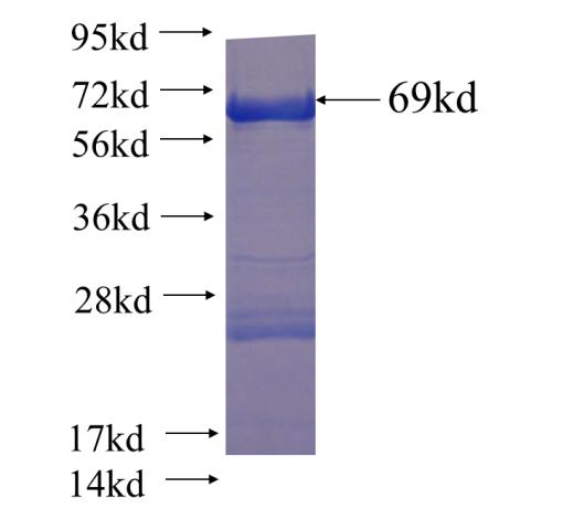 Recombinant human APOA4 SDS-PAGE