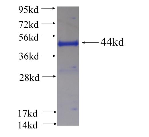 Recombinant human MUM1 SDS-PAGE