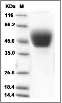Human TSPAN1 Protein (aa 110-211, Fc Tag) SDS-PAGE