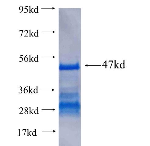Recombinant human JUNB SDS-PAGE