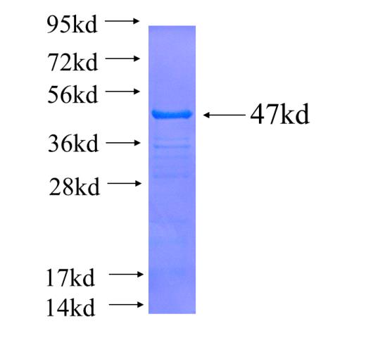 Recombinant human UBE4A SDS-PAGE