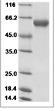 H10N7 HA Protein 14768