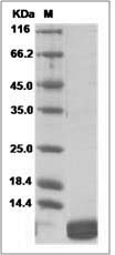 Mouse CXCL1 / MGSA / NAP-3 Protein SDS-PAGE
