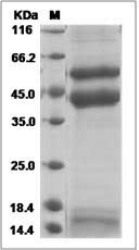 Canine TGFB2 / TGF-beta 2 Protein (His Tag) SDS-PAGE