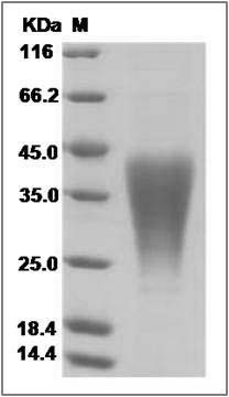 Mouse LIF recombinant protein