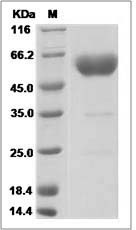 Rat Podoplanin / PDPN Protein (Fc Tag)