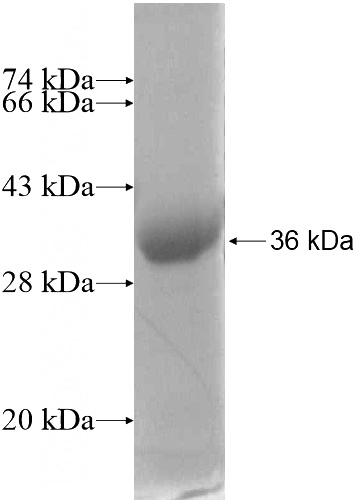 Recombinant Human NRL SDS-PAGE