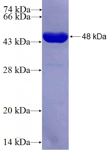 Recombinant Human RUFY3 SDS-PAGE