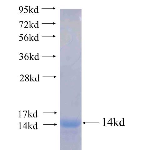 Recombinant human GPBAR1 SDS-PAGE