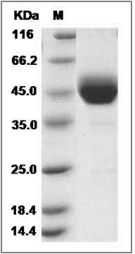 Canine ALK1 / ACVRL1 Protein (Fc Tag) SDS-PAGE