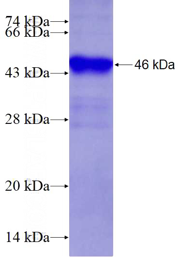 Recombinant Human NFKB1 SDS-PAGE