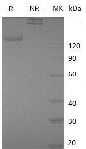 Human FLT1/FLT/FRT/VEGFR1 (Fc tag) recombinant protein