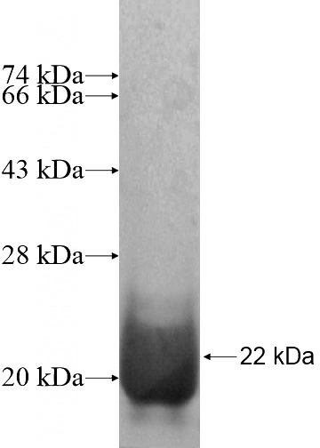 Recombinant Human TAF10 SDS-PAGE