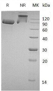 Mouse Serping1/C1nh (His tag) recombinant protein