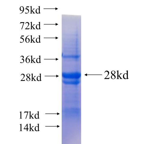 Recombinant human NFIA SDS-PAGE