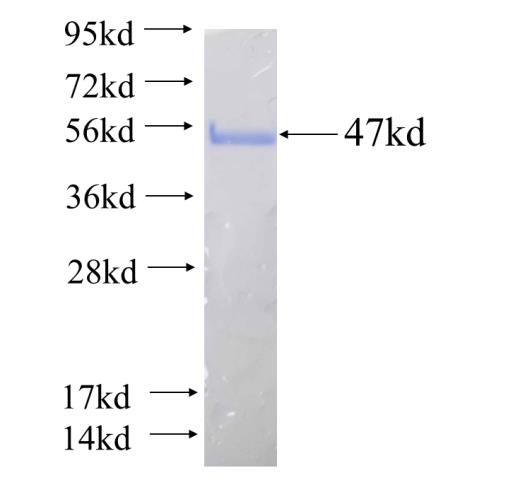 Recombinant human BAIAP2L1 SDS-PAGE