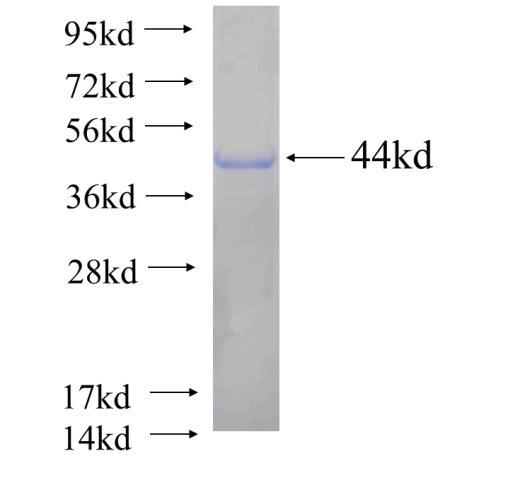 Recombinant human PTPRE SDS-PAGE
