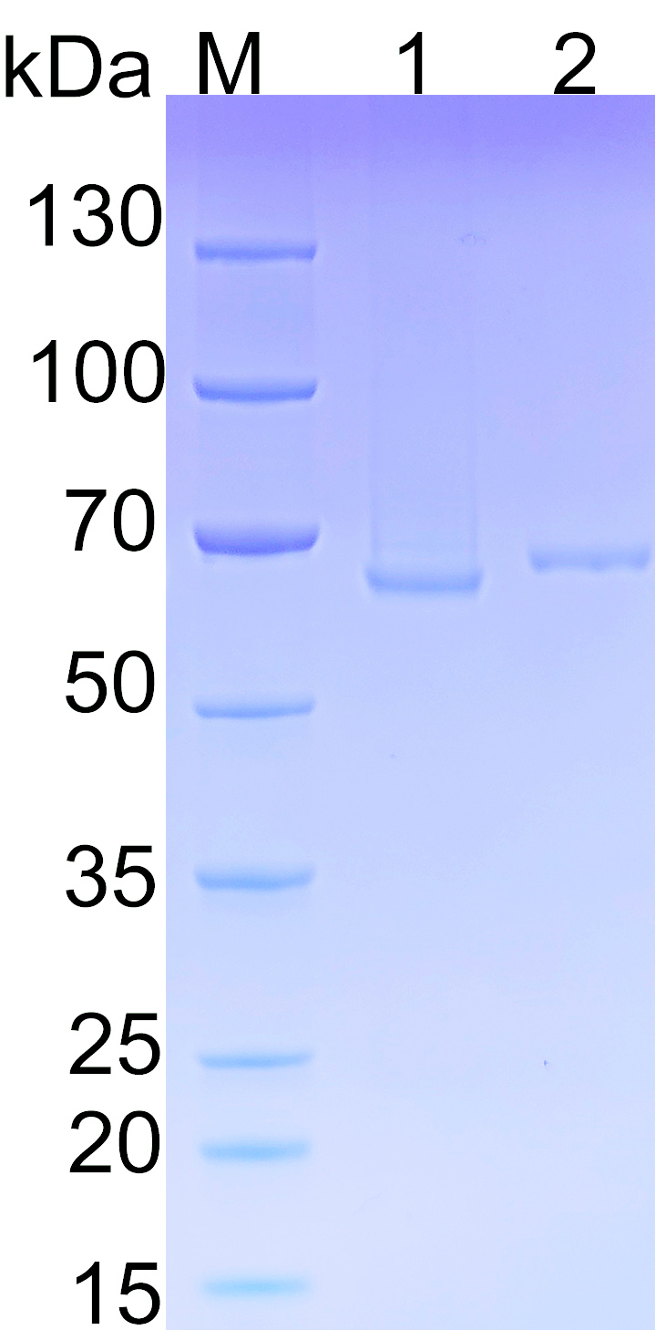 Recombinant Human KEAP1 SDS-PAGE