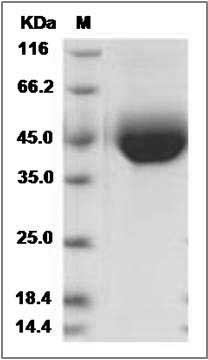 Human CD33 / Siglec-3 Protein (His Tag) SDS-PAGE