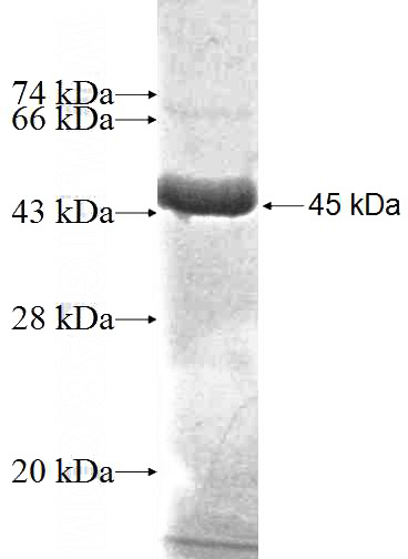 Recombinant Human ADPRHL2 SDS-PAGE