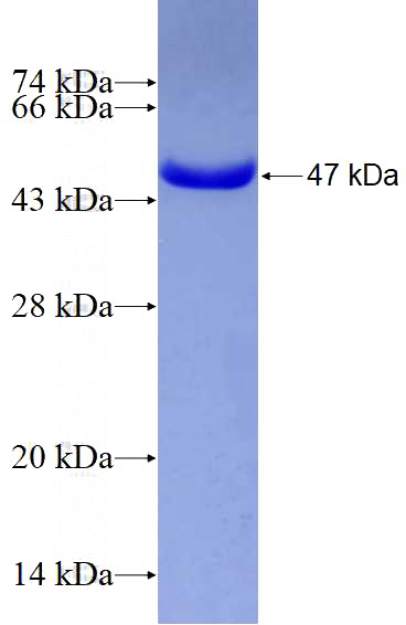 Recombinant Human Lamin B1 SDS-PAGE