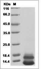 Human NRG-3 / Neuregulin-3 Protein (His Tag)
