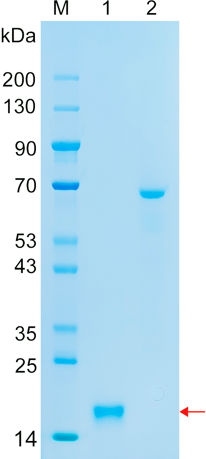 Recombinant ZZZ3 protein (His tag) SDS-PAGE