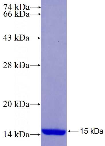 Recombinant Human TMEM147 SDS-PAGE
