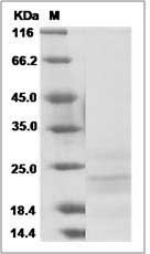 Rat CD63 / Tspan-30 / Tetraspanin-30 Protein