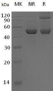 Human TNFSF9 (Fc tag) recombinant protein