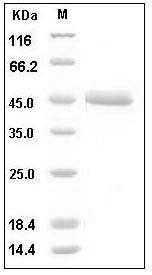 Human ALK-2 / ACVR1 Protein (His & Fc Tag) SDS-PAGE