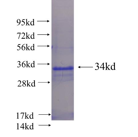 Recombinant human MUC7 SDS-PAGE