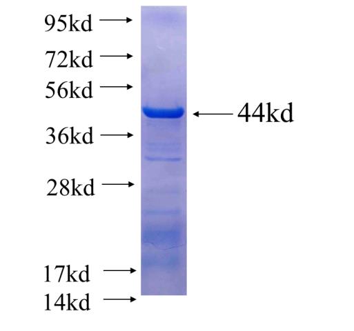 Recombinant human KRT16 SDS-PAGE