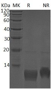 Human CXCL11/ITAC/SCYB11/SCYB9B recombinant protein