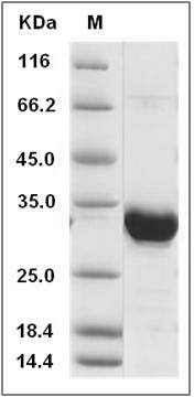 Human ING5 Protein (GST Tag) SDS-PAGE