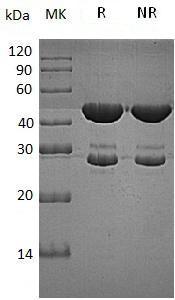 E.coli Tryptophan synthetase (His tag) recombinant protein